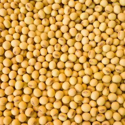 Yellow Soyabean