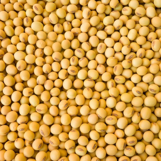 Yellow Soyabean